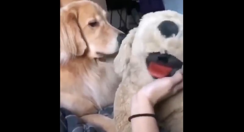 Vídeo registra cachorro mega ciumento ao notar que dona faz carinho em cão de pelúcia