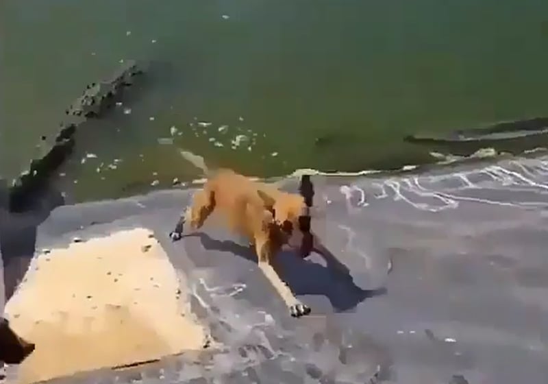 Vídeo registra momento em que cachorro escorrega é atacado brutalmente por crocodilo