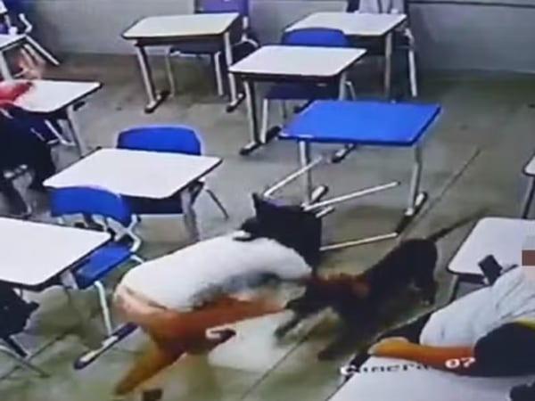 Vídeo mostra momento em que cachorro ataca aluna dentro de escola em GO; imagens são fortes