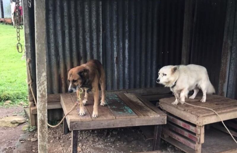 Sem comida e doentes: Instituição resgata 6 cachorros abandonados acorrentados; confira a história completa