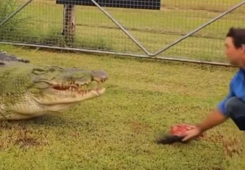 Vídeo mostra momento em que homem alimenta crocodilo