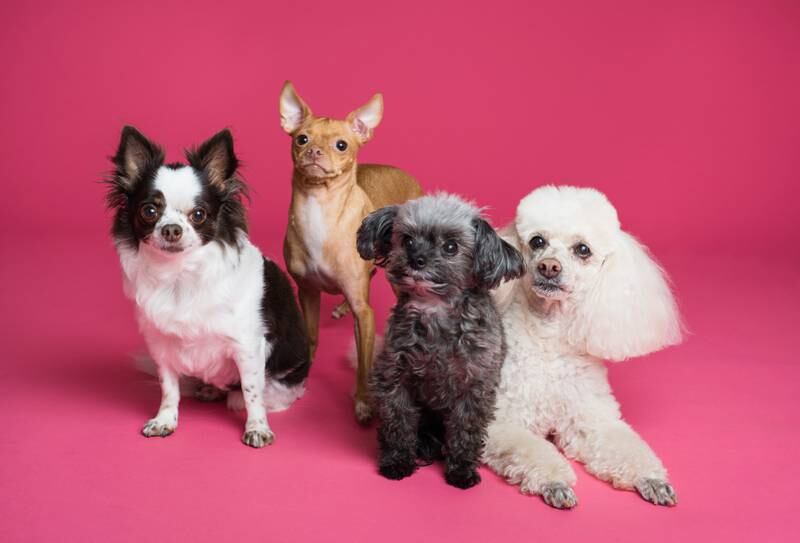 As 5 raças de cachorro que vivem mais tempo