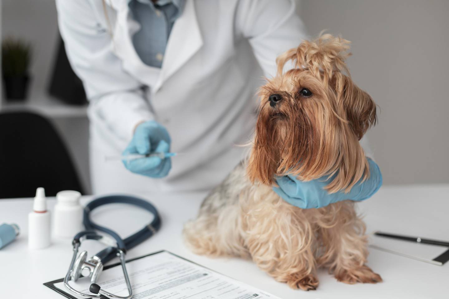 Médico-veterinário é o único que pode orientar tratamento correto