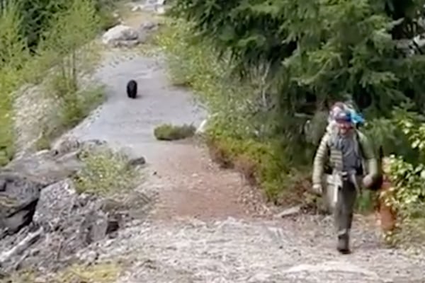 Vídeo flagra momento aterrorizante em que em que a família é perseguida por um urso selvagem durante trilha; estavam com três crianças