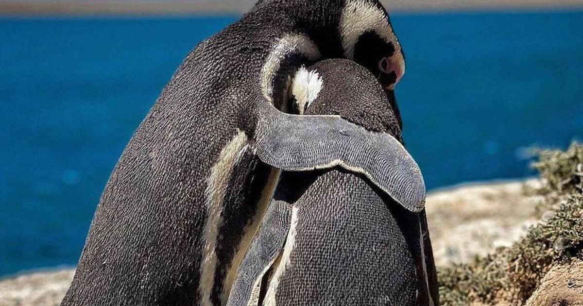 Cerca de 300 pingüinos muertos por retroexcavadora en reserva natural en Argentina – Metro World News Brasil