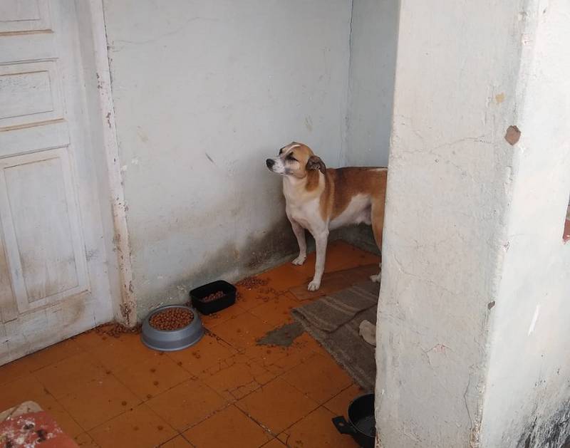 Cão estava sozinha em imóvel em Avaré