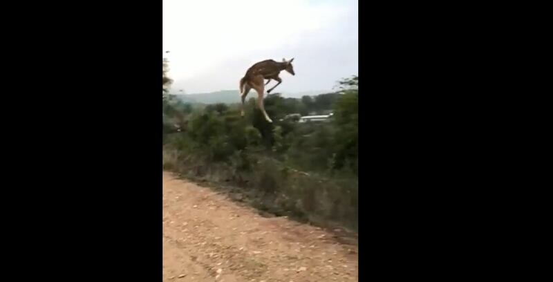 Vídeo em que cervo aparece ‘voando’ impressiona internautas e viraliza