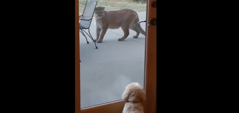 Vídeo mostra momento tenso em que puma encara cachorrinho