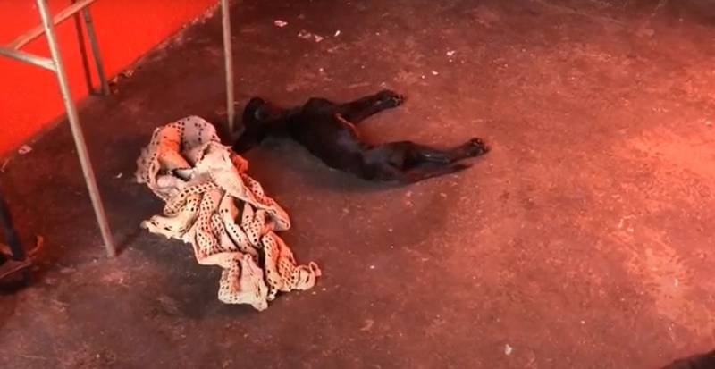 Cachorro morre de frio em Campo Grande, MS