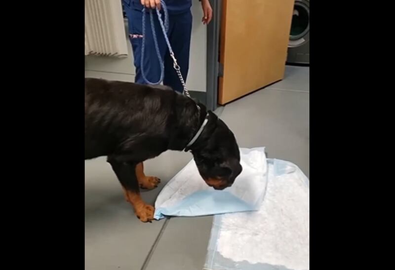 Mulher entra em pânico ao levar cachorro ao veterinário e animal vomitar ‘objeto sexual’