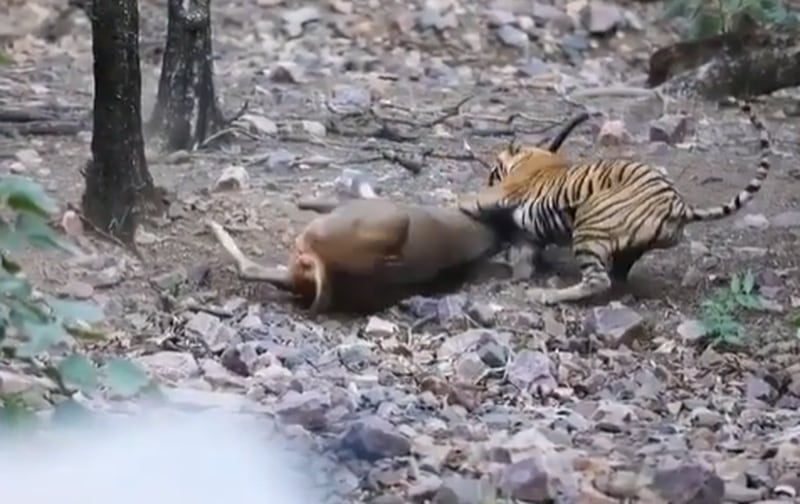 Vídeo mostra luta por sobrevivência de cervo ao ser atacado por tigre