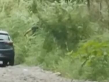 Vídeo flagra momento em que homem arremessa cão para o meio do mato e caso gera revolta