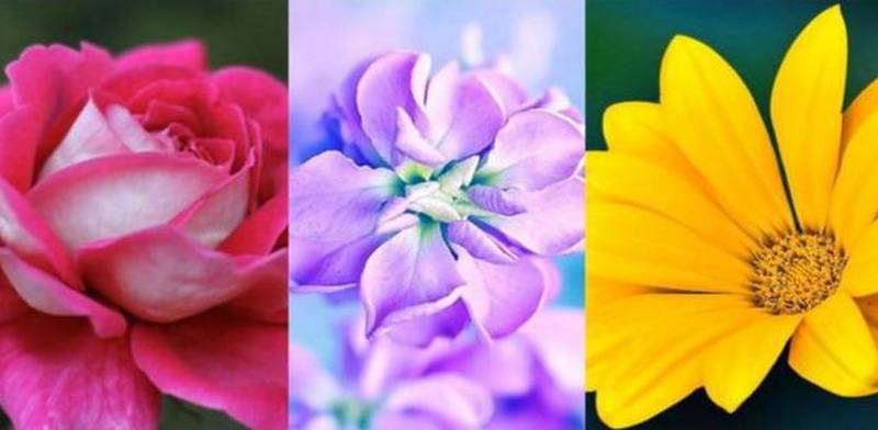 Faça o teste: a flor selecionada relevará a verdade sobre como expressa seus sentimentos