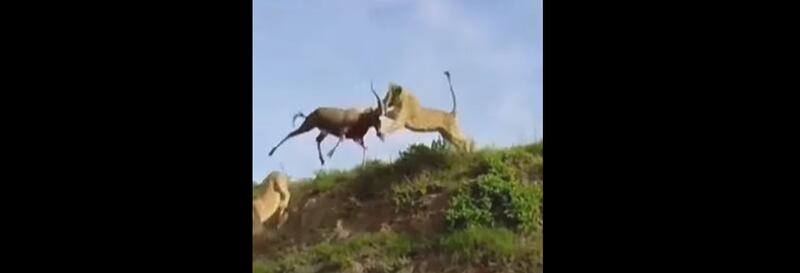 Vídeo registra momento impressionante em que leoas saltam de colina para capturar presa