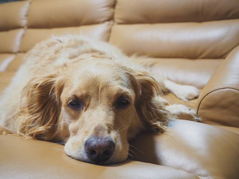 Cachorro golden deitado no sofá