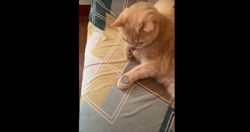 Vídeo surpreendentemente fofo de gato tentando fazer ‘truque’ que se tornou viral nas redes sociais