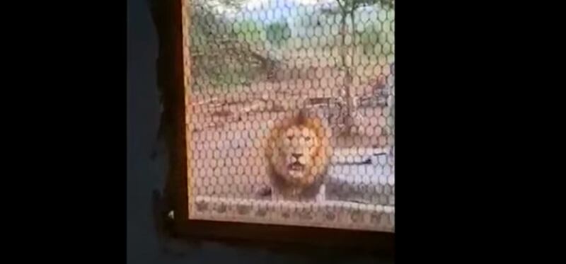 Em vídeo impactante, homem acorda e encontra leão ao lado de sua janela; assista