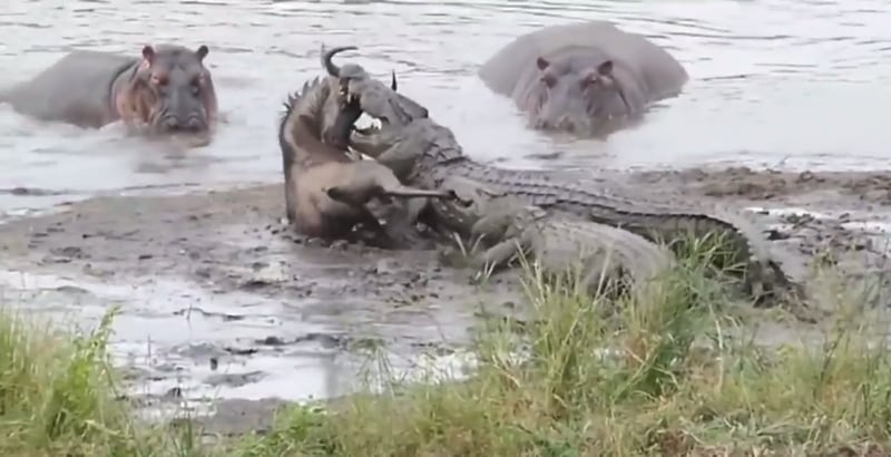 Vídeo impactante mostra como gnu sobrevive ao ataque de crocodilos e hipopótamos