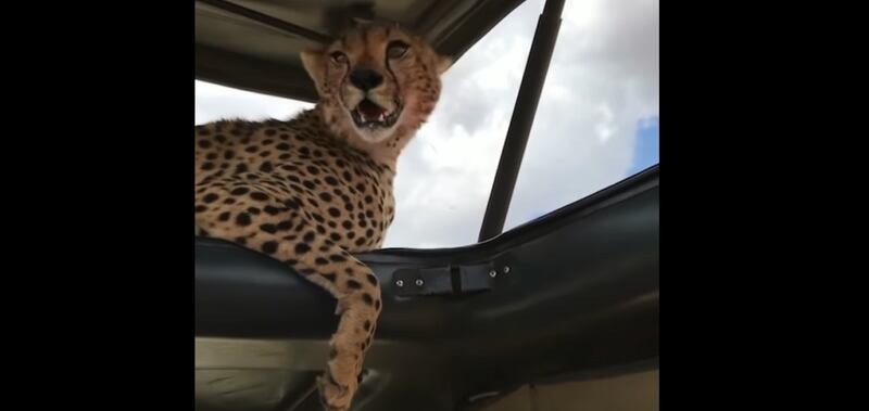 Em vídeo impressionante, guepardo salta dentro de carro de safári durante passeio; assista