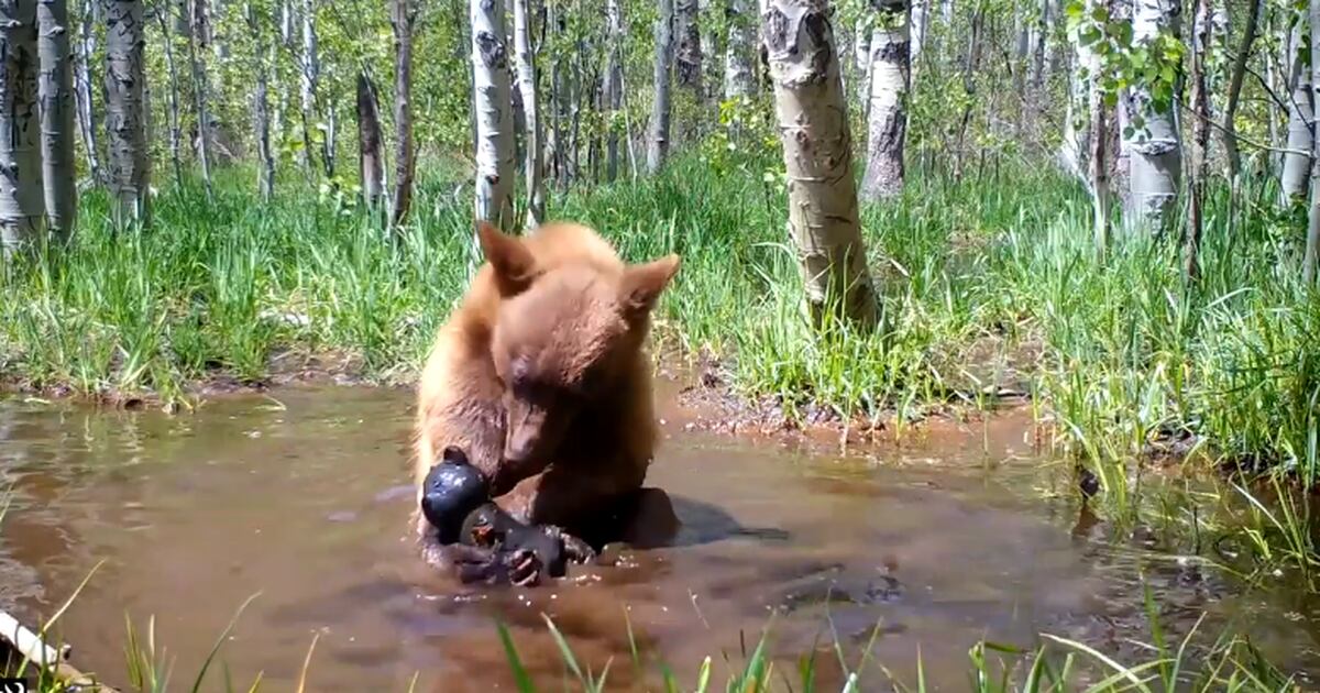 A bear was seen bathing with a teddy bear in the forest – Metro World News Brasil