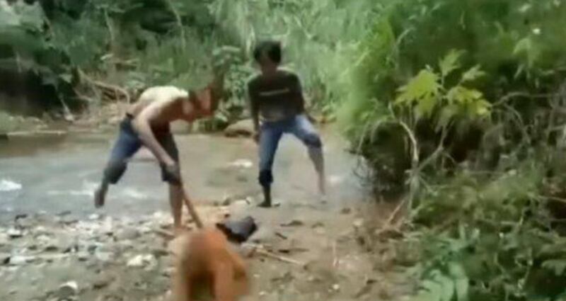Vídeo revoltante registra momento em que grupo de homens ataca macaco indefeso no meio da mata