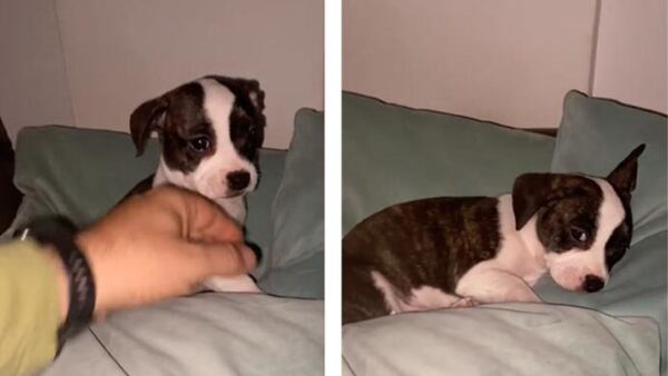 Reação carinhosa de cachorrinho quando é mandado dormir e ele quer ficar vendo TV viraliza