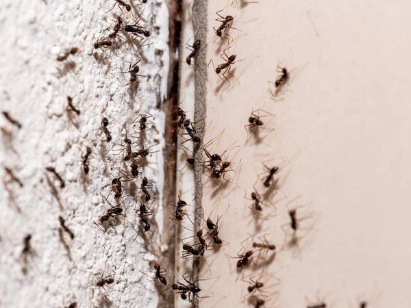 Aqui está a misturinha caseira potente com vinagre para acabar com as formigas