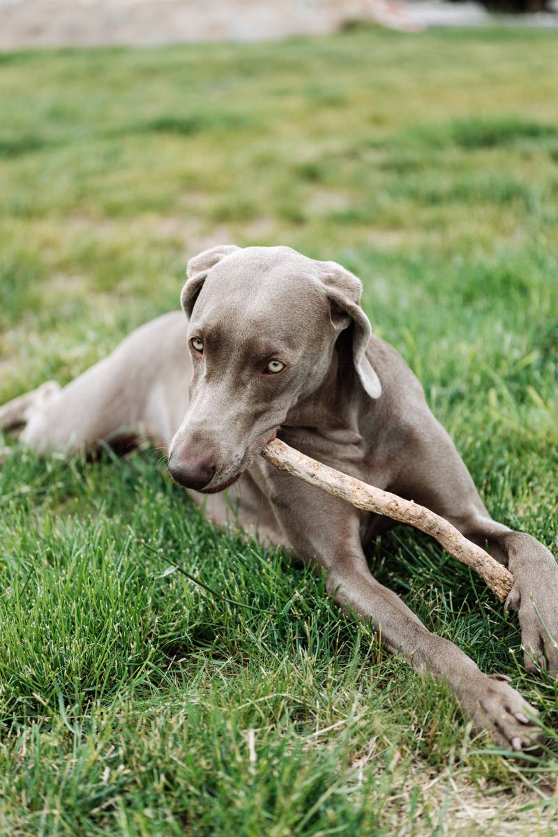Cão da raça Weimaraner brincando com pedaço de madeira