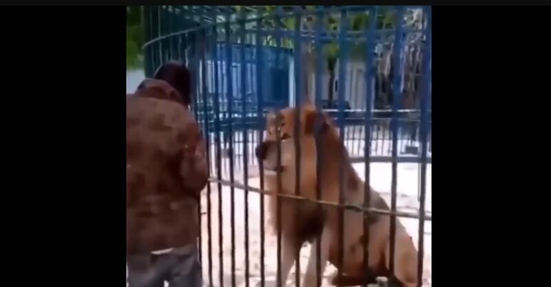 Vídeo mostra momento de desespero em que homem que provocava leão é atacado
