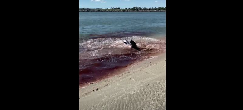 Vídeo angustiante registra momento em que tubarão ataca golfinho em praia movimentada cheia de turistas.