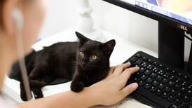 Gato pisa em teclado e deixa hospital sem sistema por 4 horas nos EUA