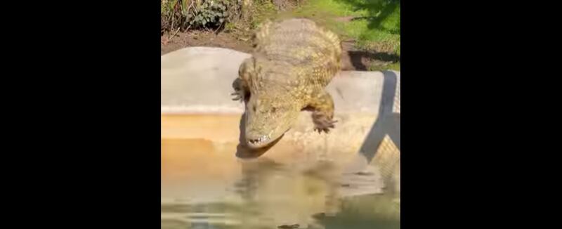 Vídeo em que filmam ‘tranquilamente’ crocodilo gigante repercute nas redes