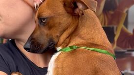 Vídeo: após cadela demonstrar tristeza por não ser adotada, famosos comentam desejo de ficar com o animal