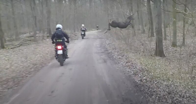 Vídeo registra momento em que cervo cruza estrada rural e por pouco não colide com motociclista em alta velocidade