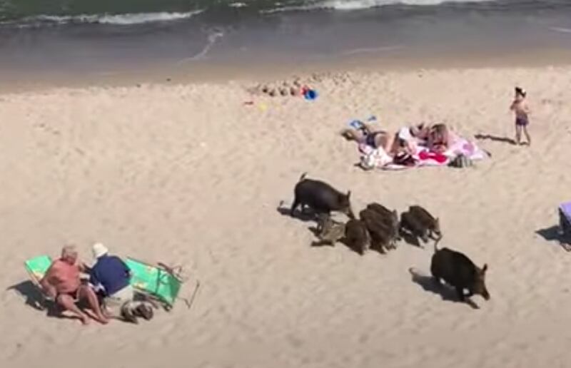 Vídeo impressionante registra momento em que bando de javalis invade praia turística