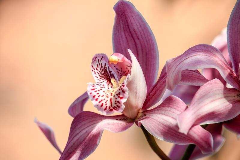 As 4 orquídeas mais raras do mundo – Metro World News Brasil