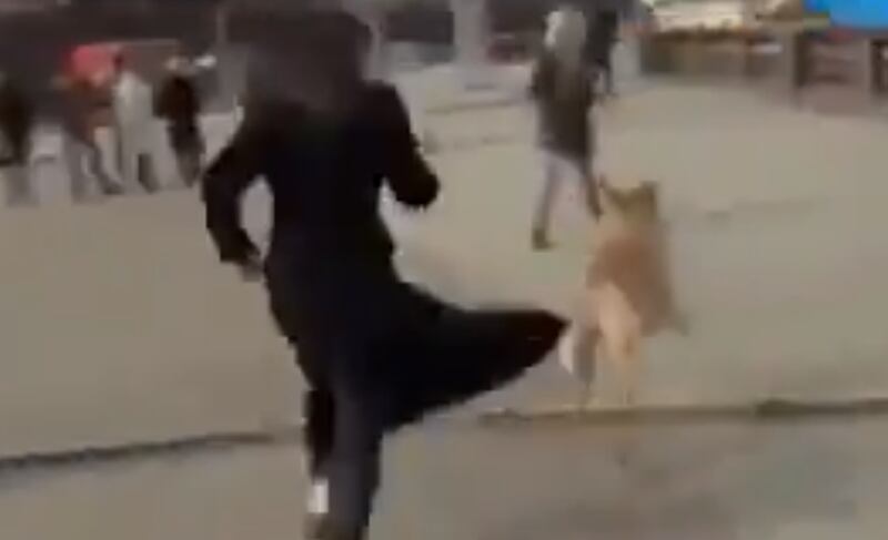 Cachorrinho travesso rouba microfone de repórter e sai correndo durante transmissão ao vivo; assista