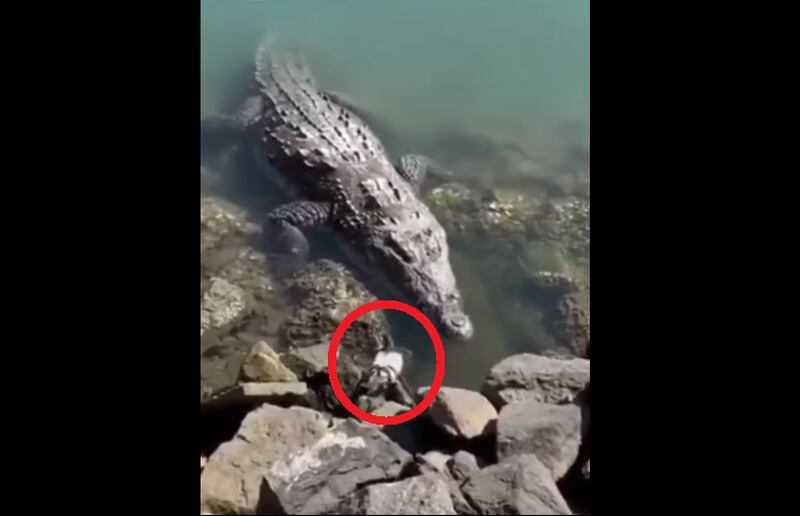 Vídeo mostra momento em que crocodilo devora pombo por inteiro em um único movimento; assista