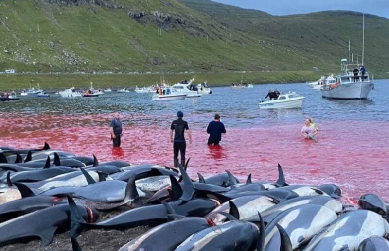 massacre de golfinhos