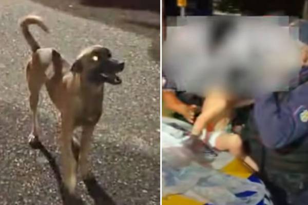 Caramelo herói: GCM diz que cachorro ‘protegeu’ bebê que fugiu de casa na madrugada, no Pará