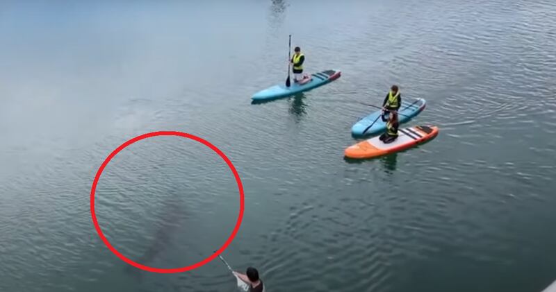 VÍDEO: Grupo fica cara a cara com enorme tubarão enquanto praticava remo; assista