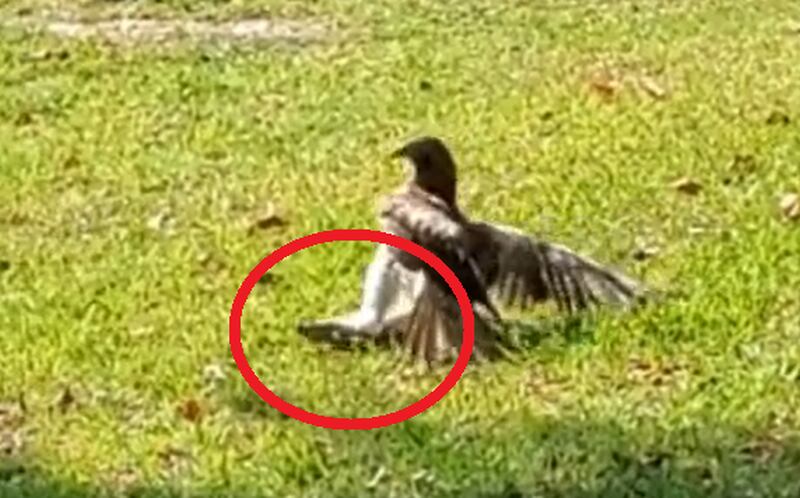 Vídeo inusitado registra falcão ‘surfando’ em presa para tentar capturá-la; assista