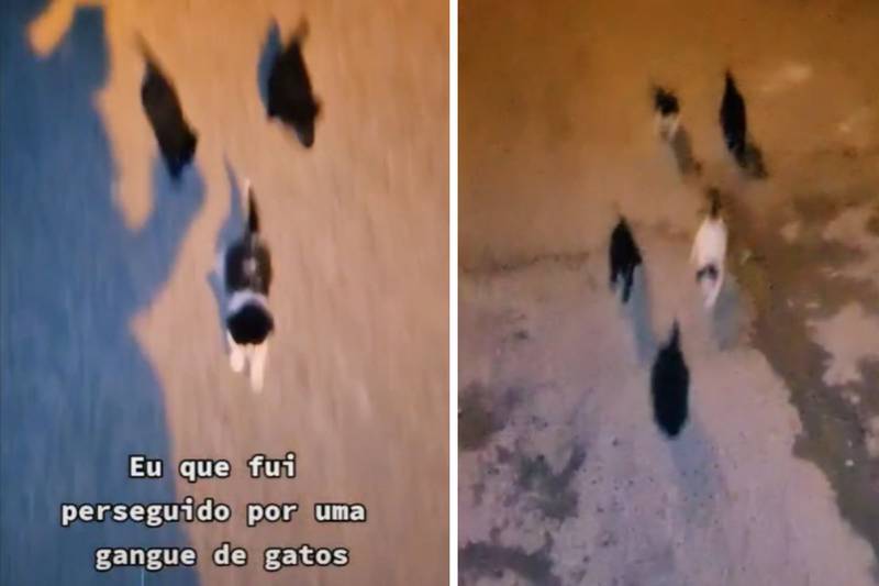 'Gangue de gatos' persegue homem em Brasília