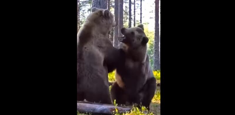 Vídeo surpreendente registra embate brutal entre dupla de ursos