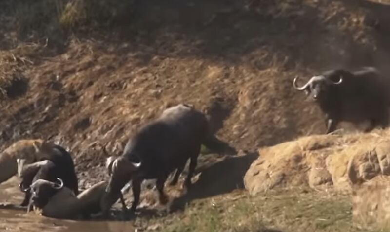 Vídeo registra momento em que búfalo enfrenta dupla de leoas para salvar companheiro
