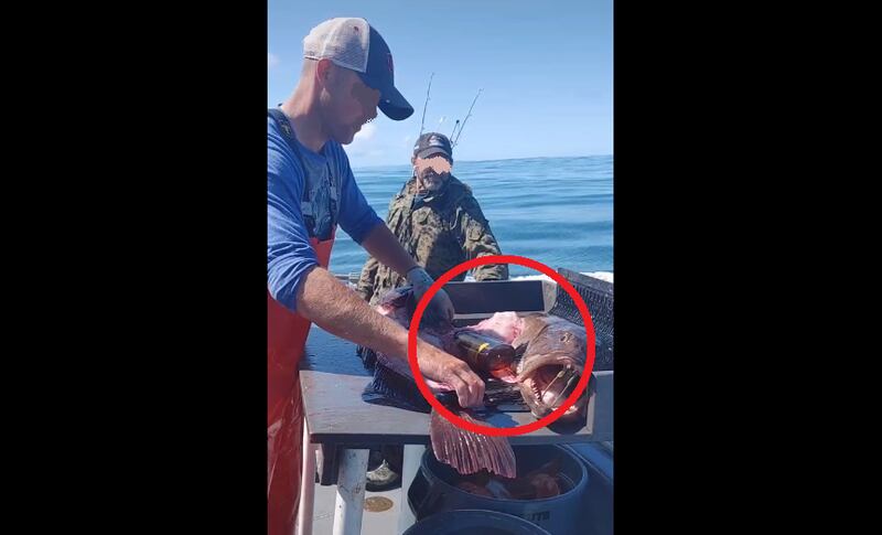 Vídeo: Eita! Pescador retira garrafa de uísque cheia de dentro de peixe; assista