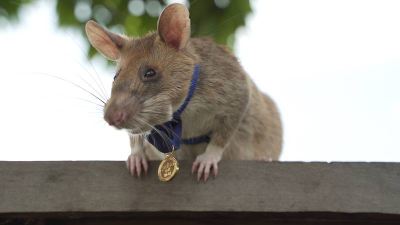 FOTO: rata africana gigante se aposenta e é condecorada por ‘bravura' no Camboja