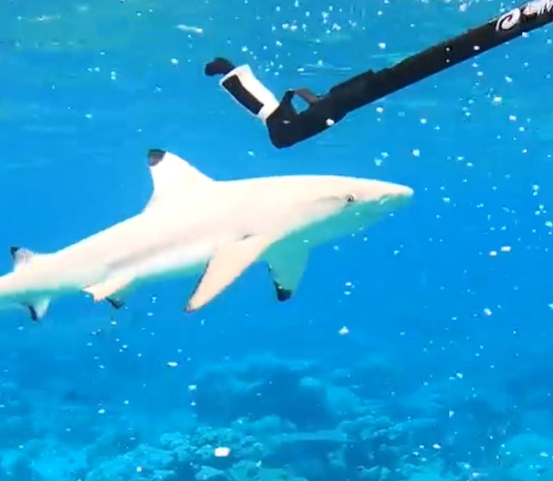 Homem é cercado por tubarões após cair de prancha