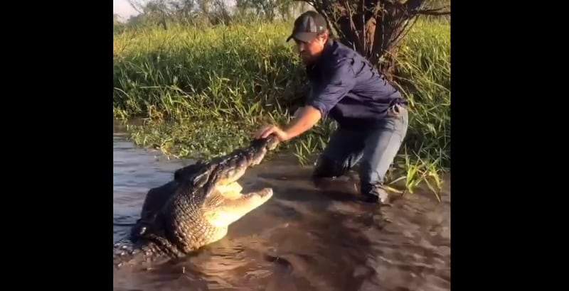 Vídeo mostra homem ‘brincando’ com crocodilo e animal tentando atacá-lo; assista
