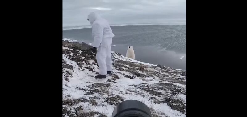Em vídeo impactante, homem se arrisca para tentar fotografar urso polar; assista
